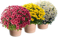 Chrysanthème