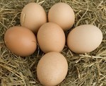 oeuf x 10